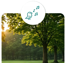 Friedliche Parklandschaft mit großen Bäumen und Sonnenlicht – Symbol für den extrem leisen Betrieb des Trimmaster in ruhebedürftigen Umgebungen.