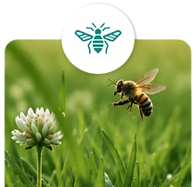 Biene fliegt über einer Kleeblüte in hohem Gras – Symbol für den Insektenschutz des Trimmaster ohne Saugwirkung.